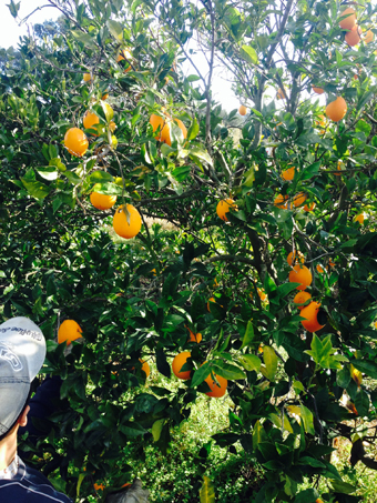 CUEILLETTE ORANGES 2016 06